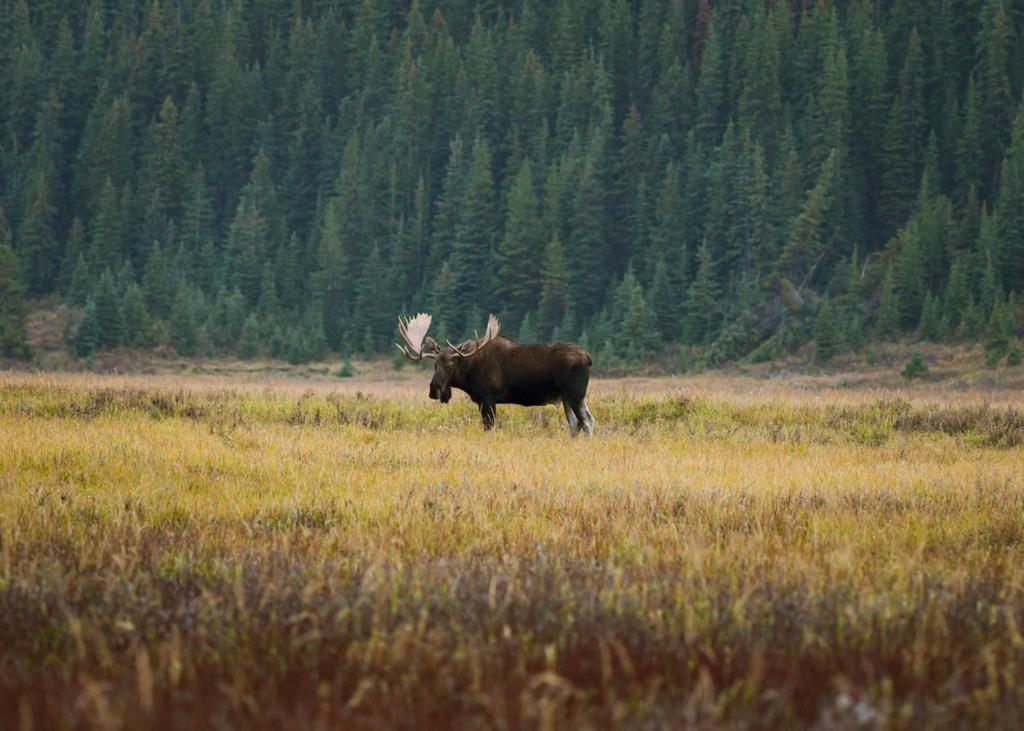 A Bear And Bison Country Inn Canmore Esterno foto