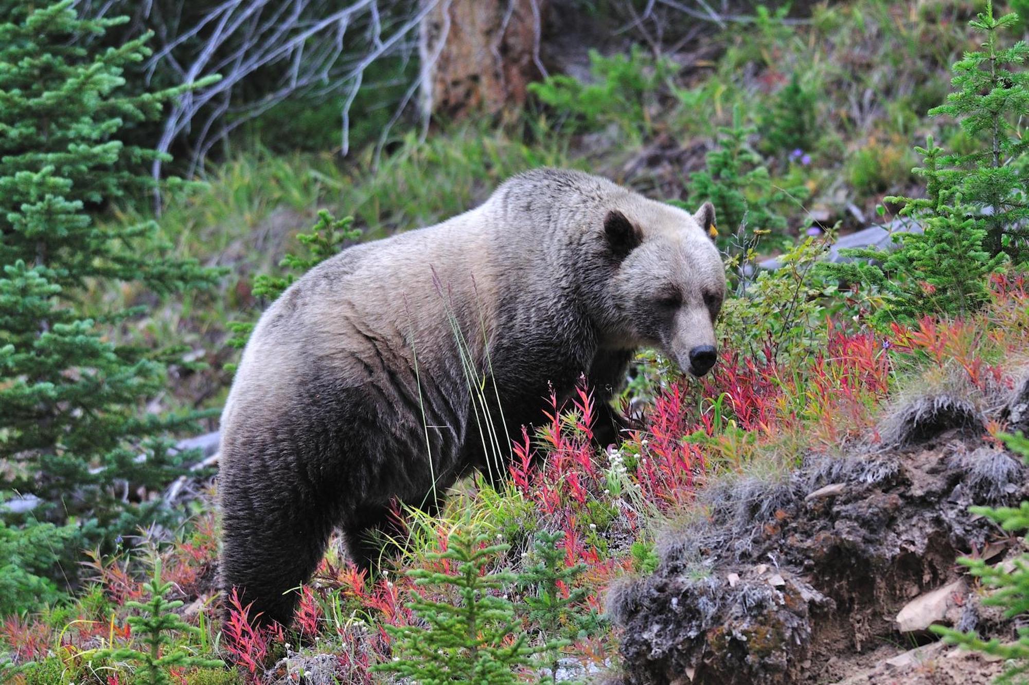 A Bear And Bison Country Inn Canmore Esterno foto