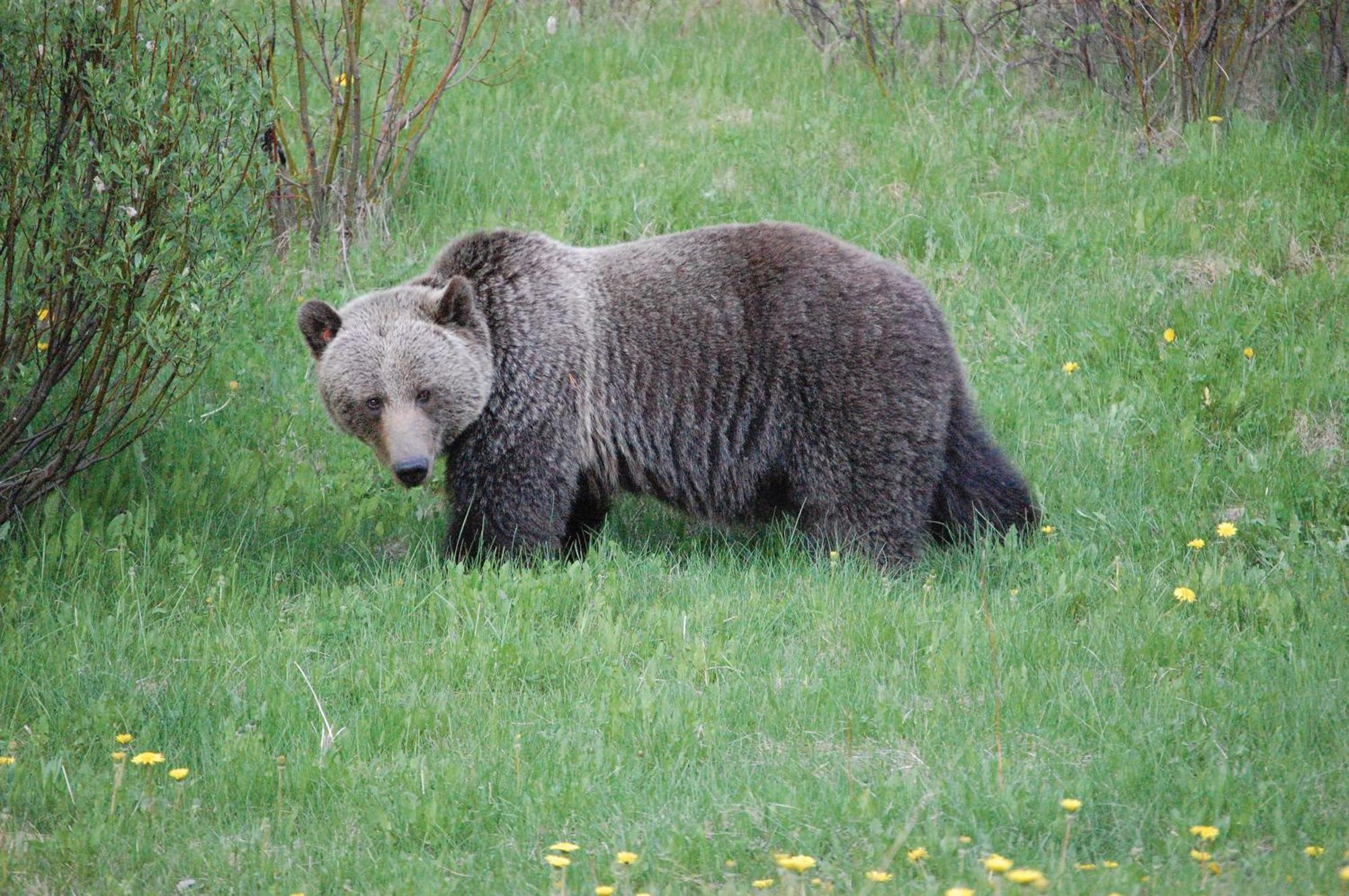 A Bear And Bison Country Inn Canmore Esterno foto